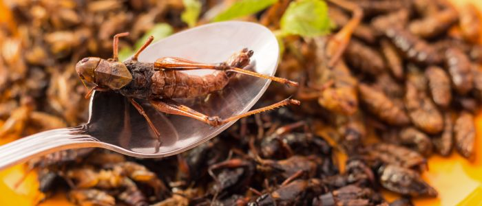 insecten